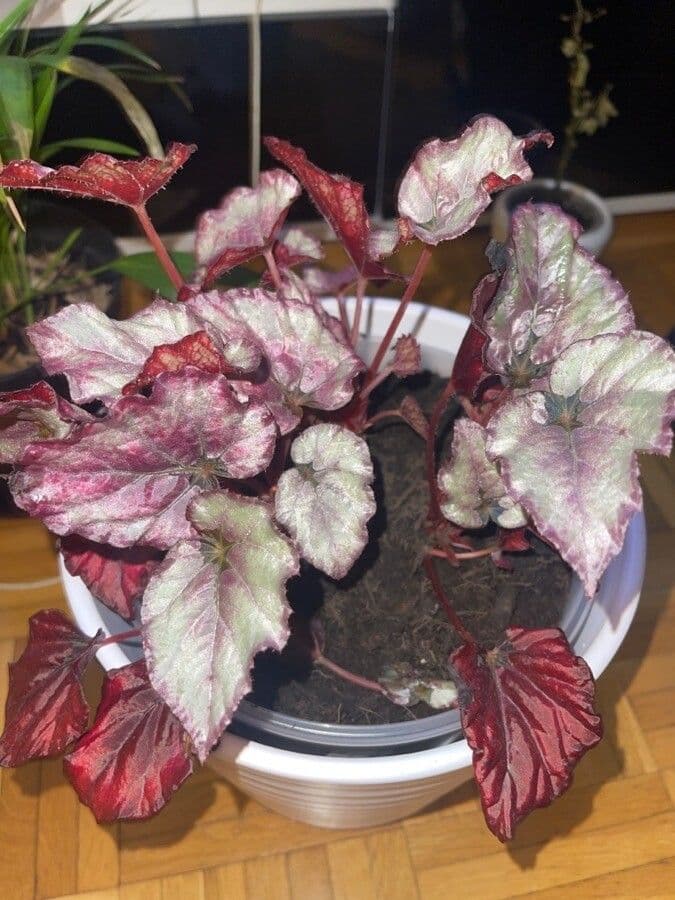 Begonia rex 3
