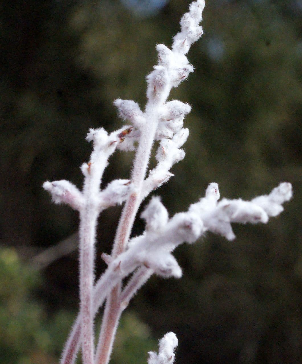 Conospermum stoechadis