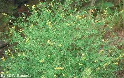 Baptisia tinctoria 9