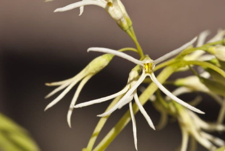 Fraxinus cuspidata 2