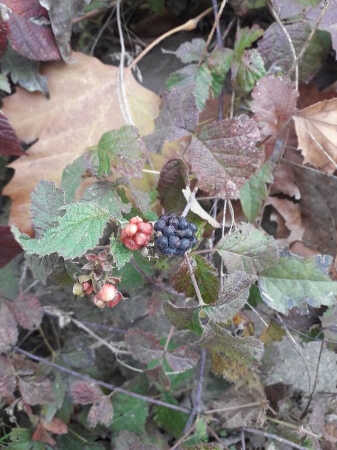 Ronce à feuilles d'orme 2