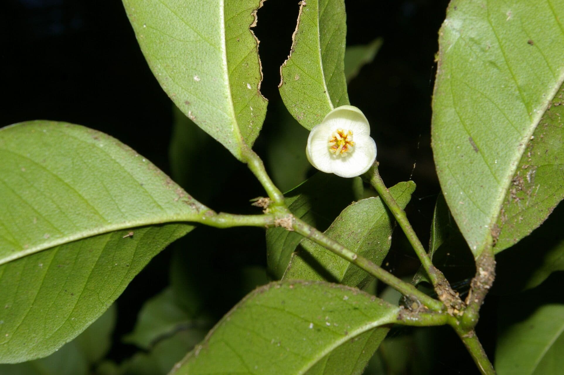 Peltostigma 3