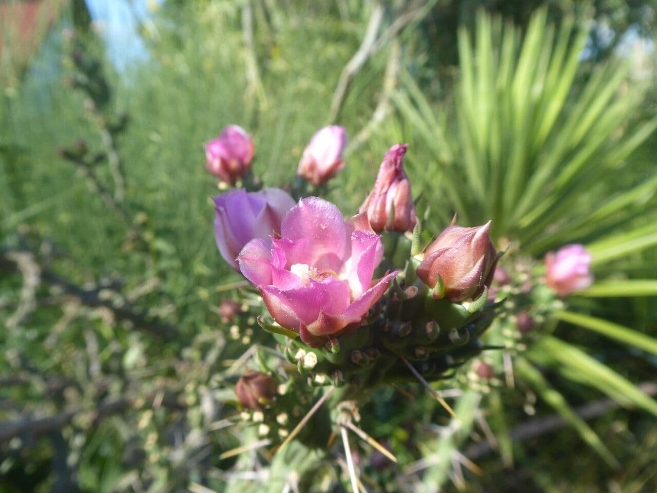 Cholla di Klein 5