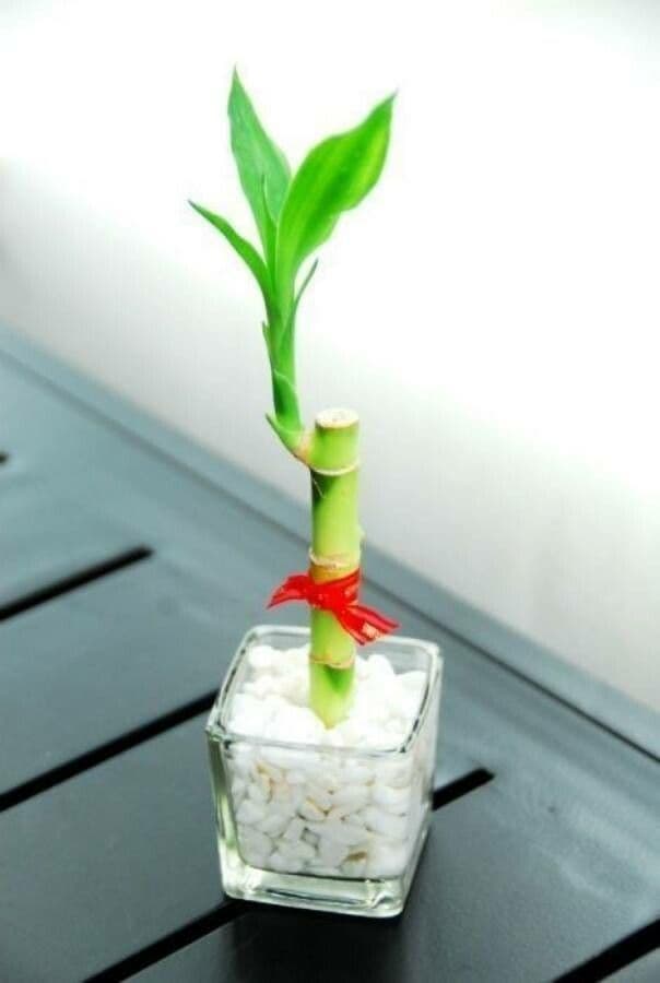 Dracena 20