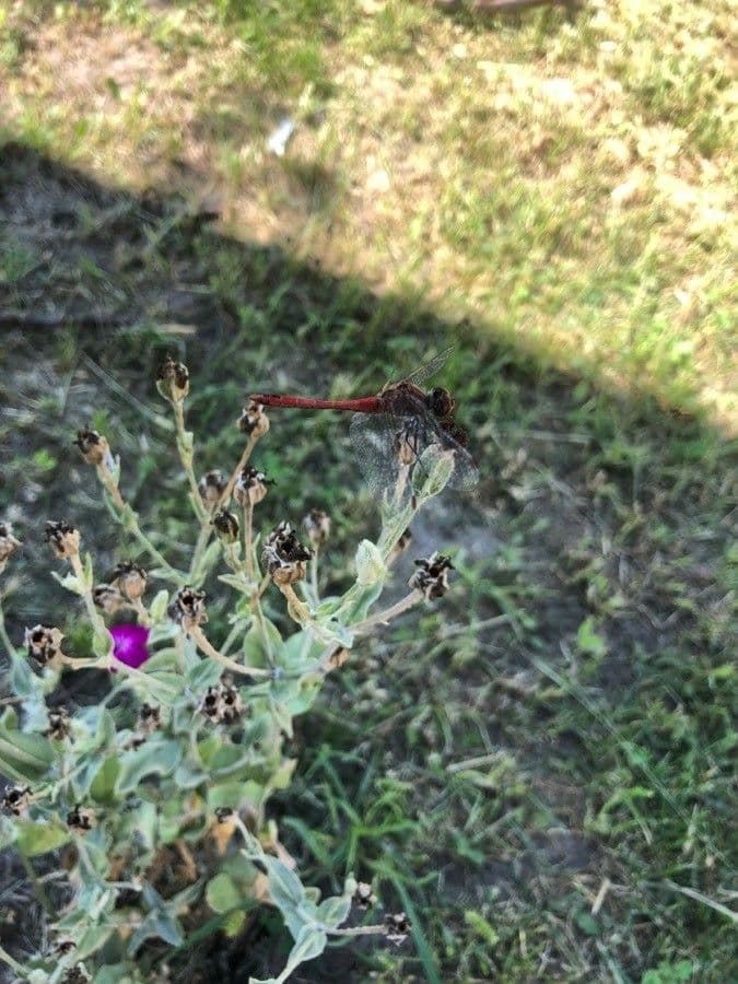 Silene coronaria 5