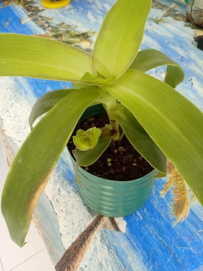 Callisia 24