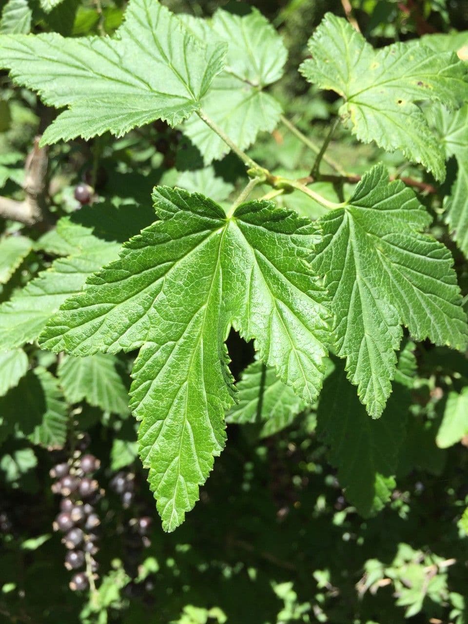 Ribes 12