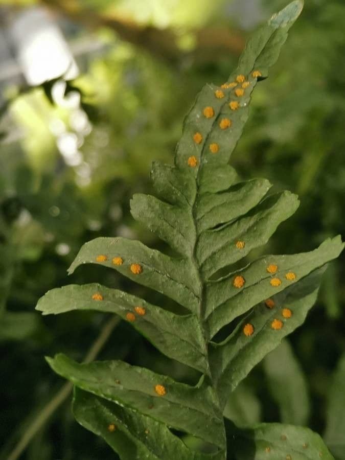 Polypodium californicum 14