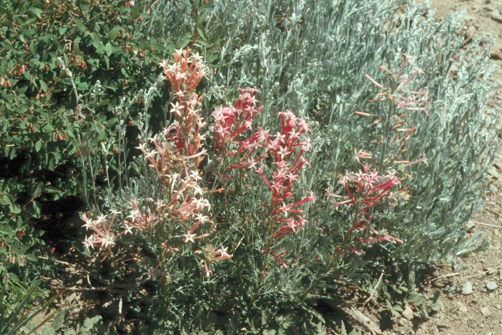 Ipomopsis wąskorurkowata 8