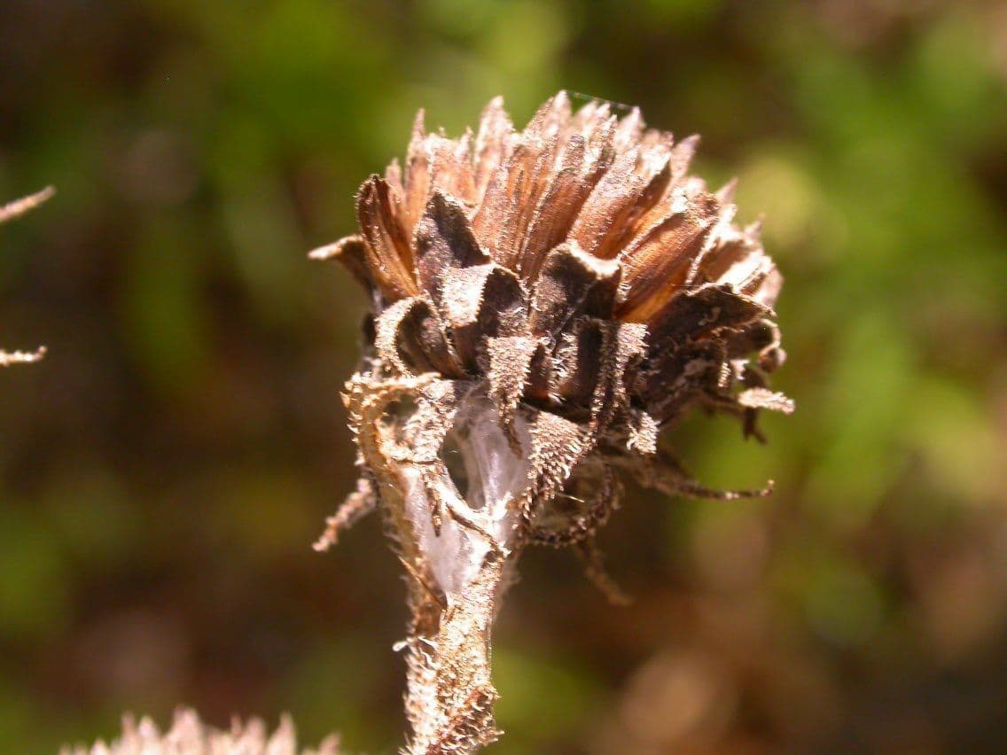 Girasole divaricato