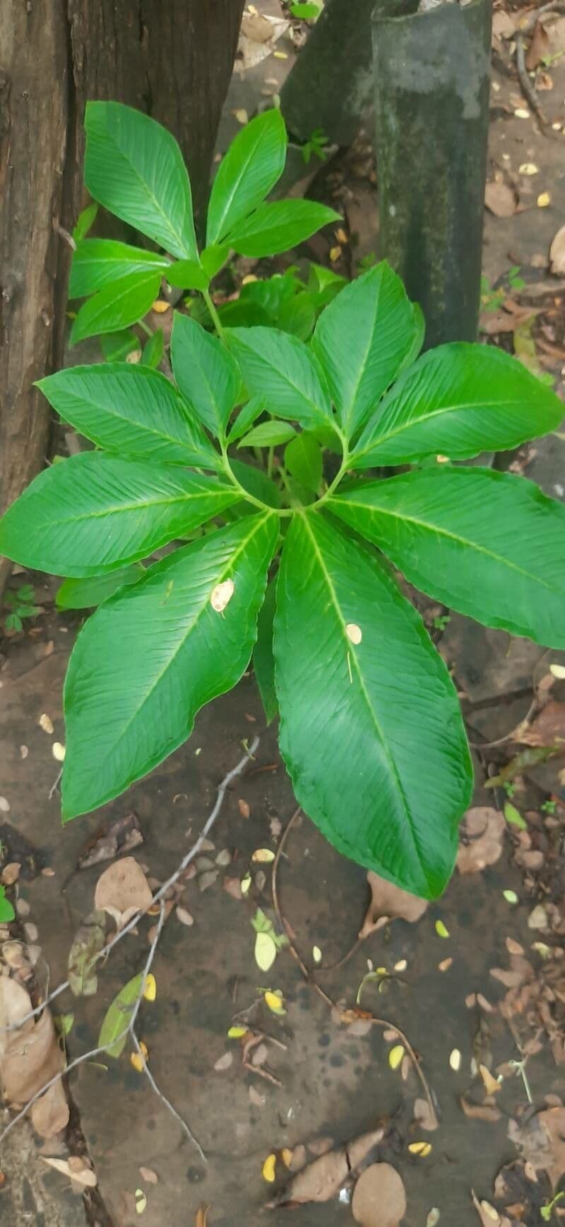 Sauromatum 10