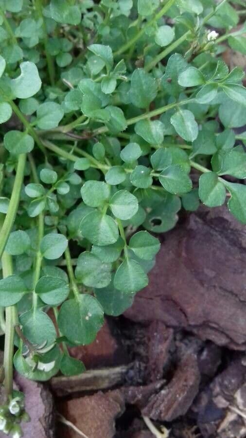 Cardamine flexueuse 19