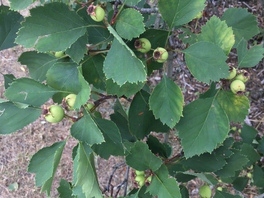 Crataegus intricata