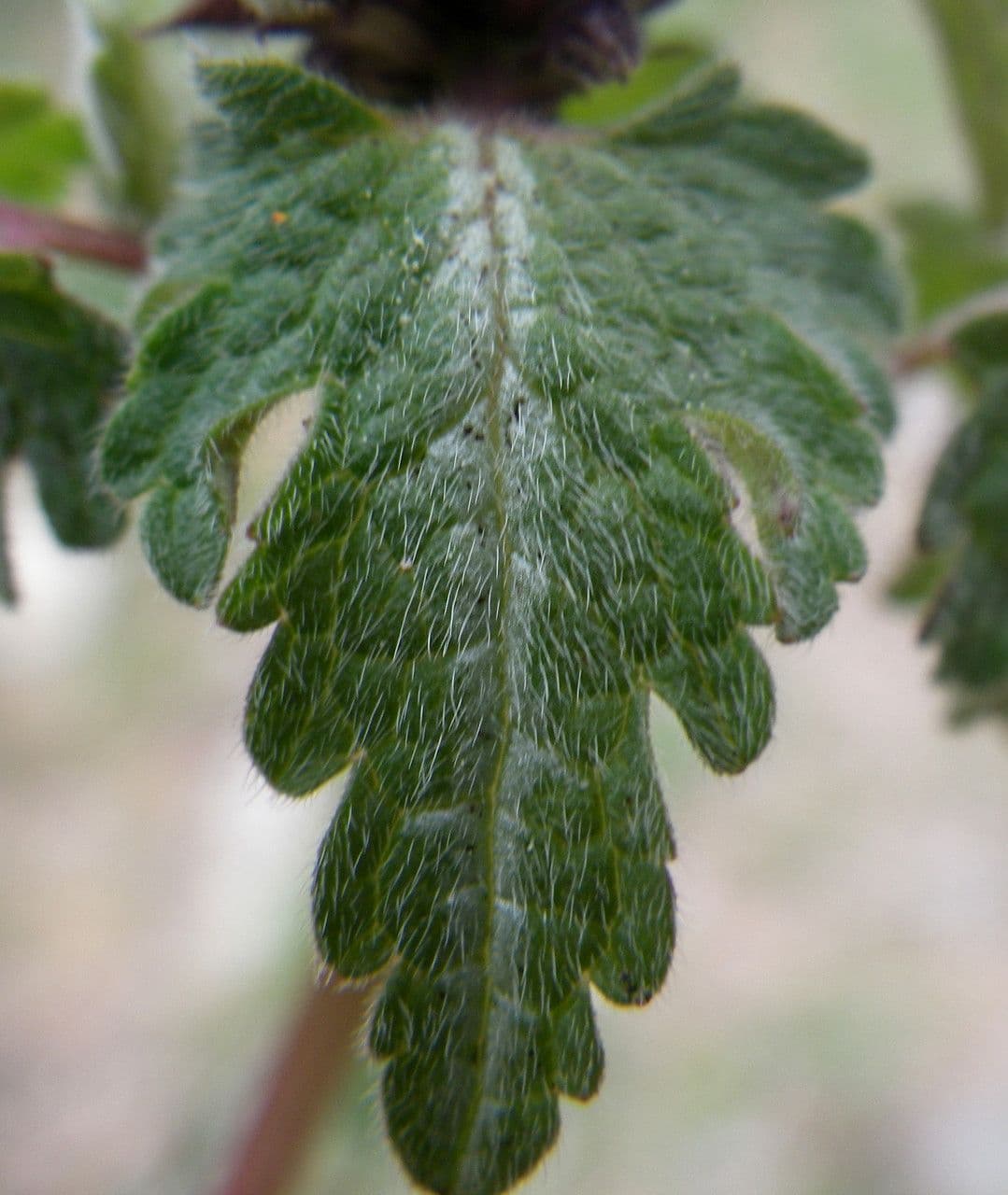 Lamium 15