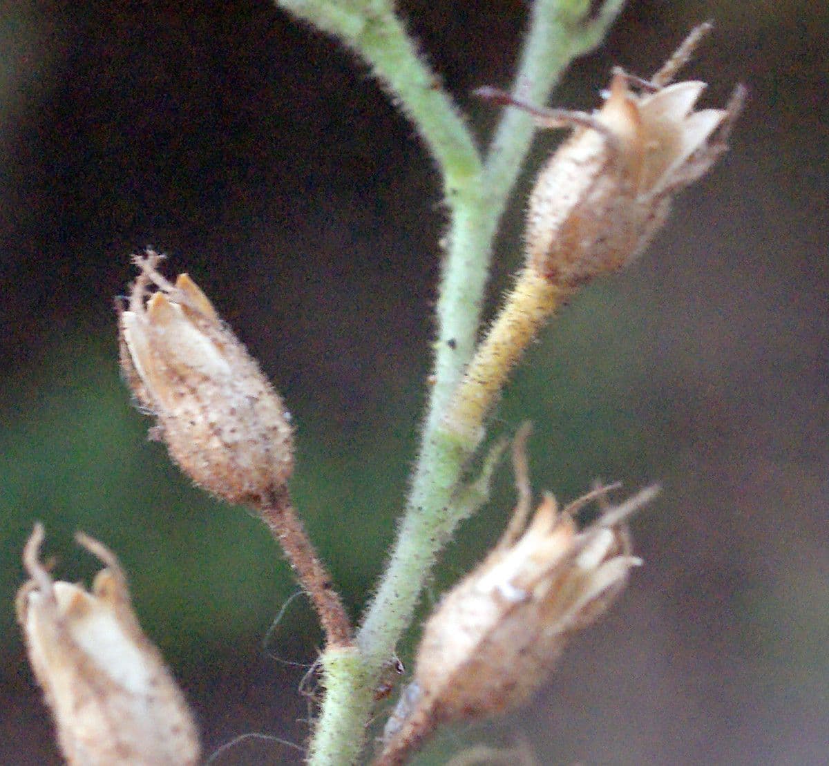 Plumbago zeylanica 2