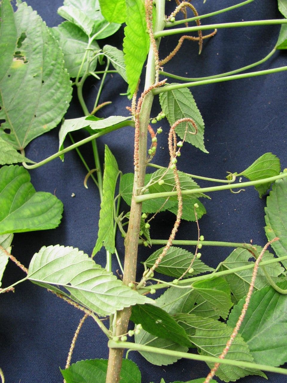 Acalypha villosa 9