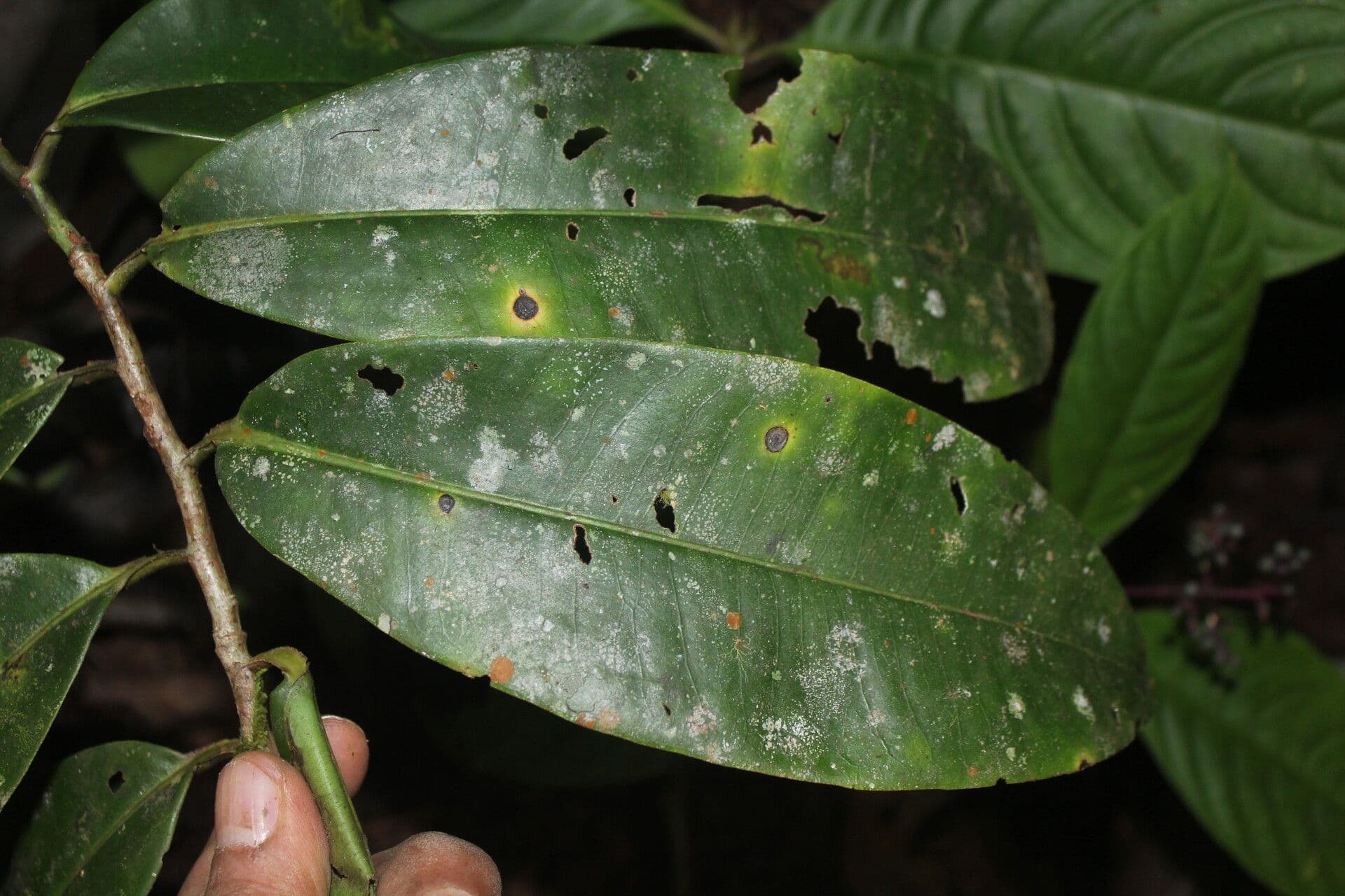 Ardisia 12
