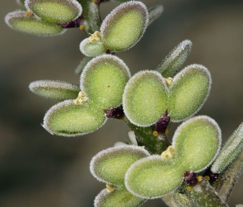 Dithyrea californica 5