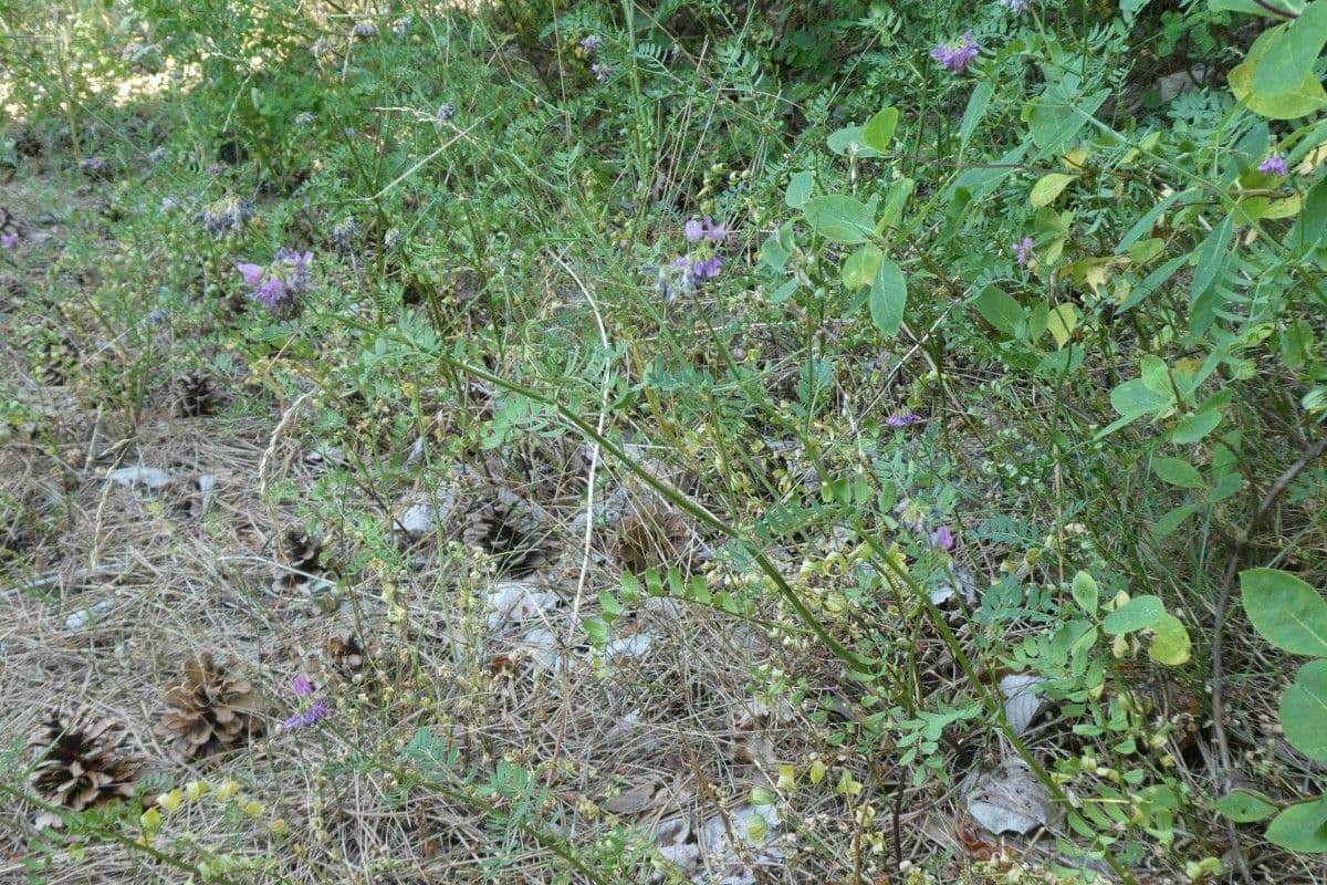 Falkenblume 8