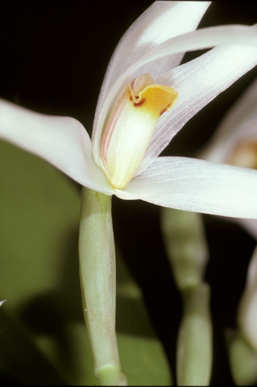 Maxillaria 3