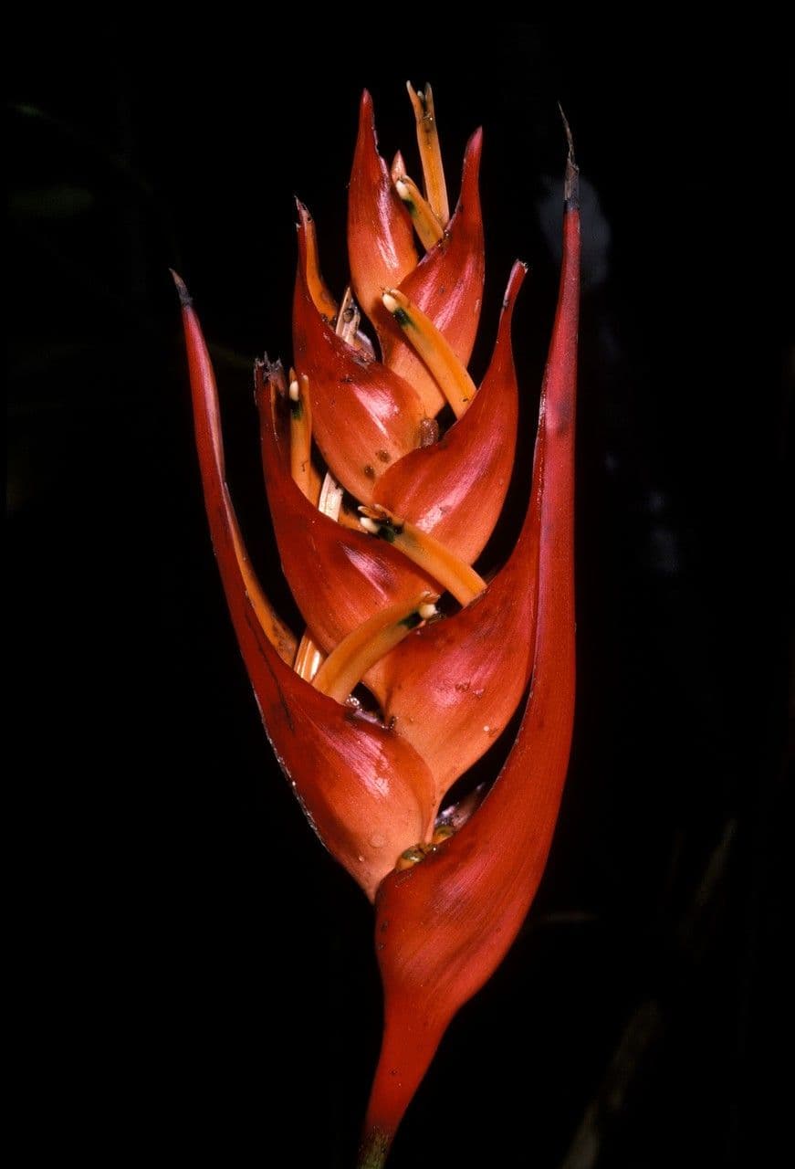 Scharfe Blüten-Schraubenbaum