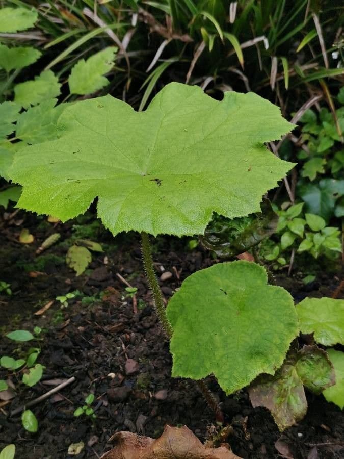 Astilboides 8