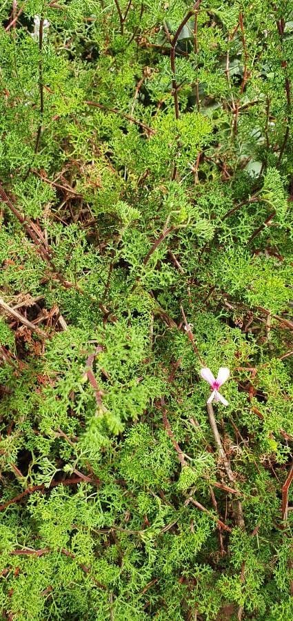 Geranium 7