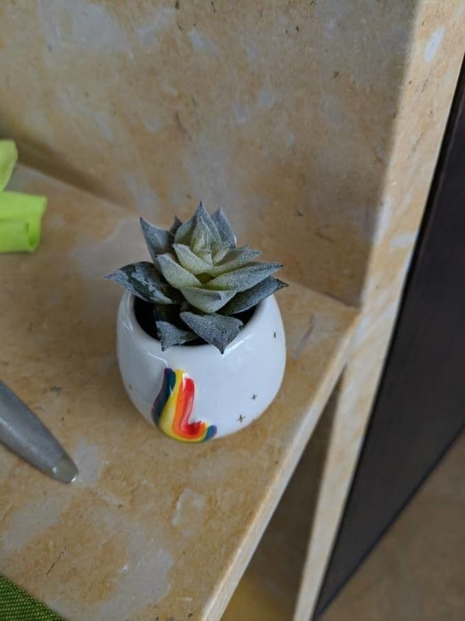 Dudleya 11