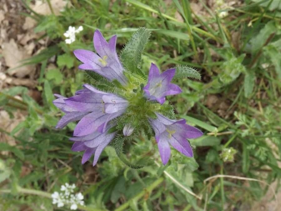 Campanula 2