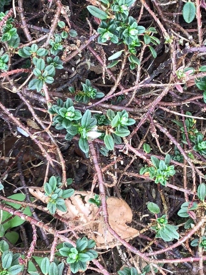 Helianthemum croceum 4