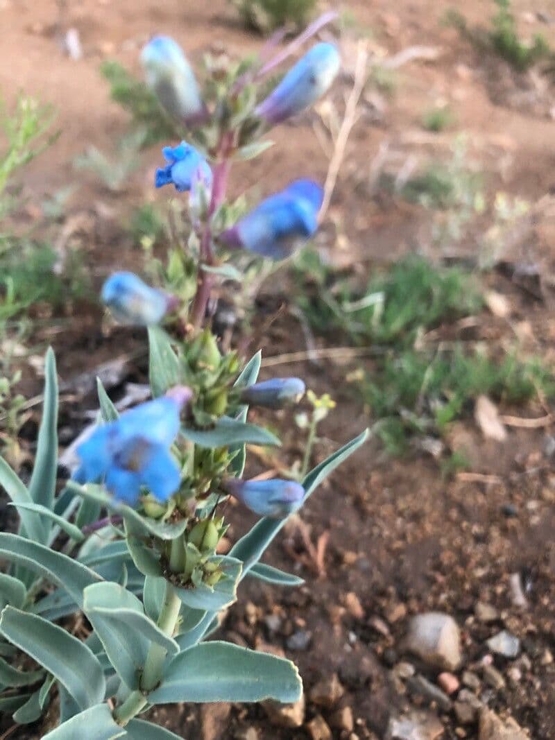Schmalblättrige Bartblume 2