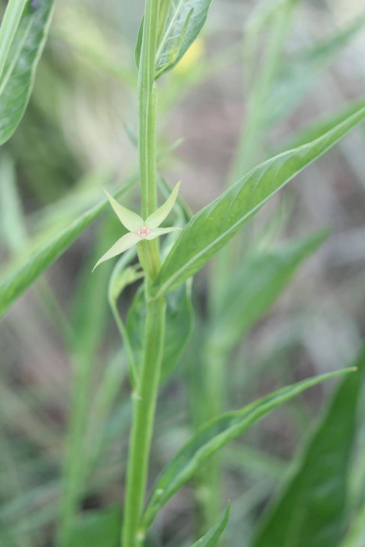 Ludwigia decurrente 12