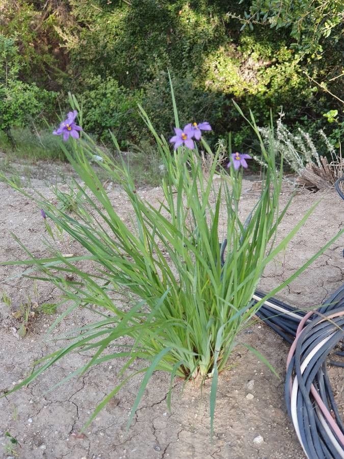 Sisyrinchium