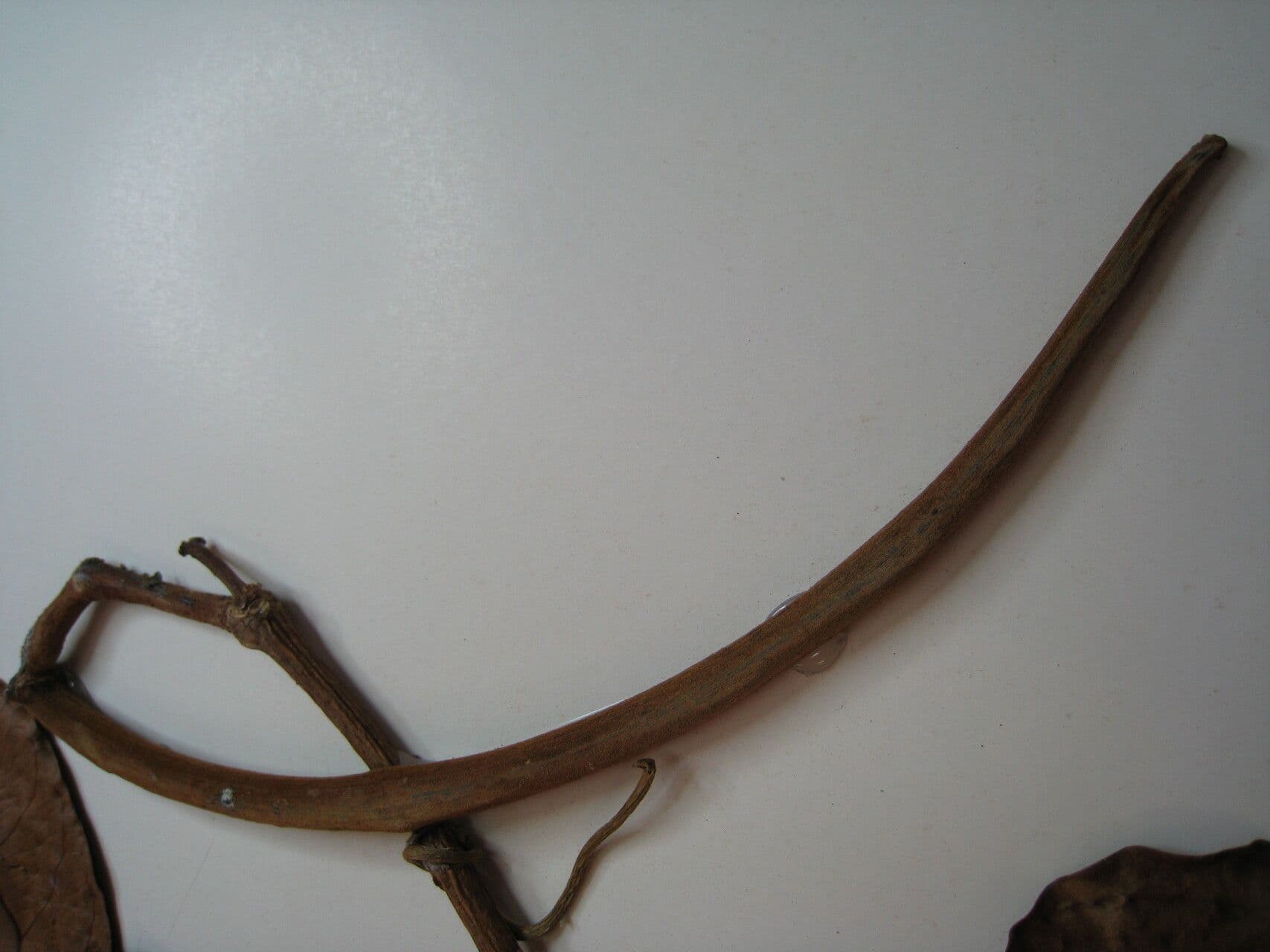 Forsteronia 3