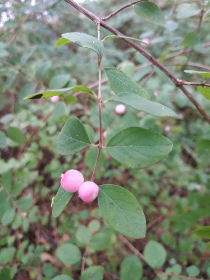 Sinfricarpo orbicolare 29
