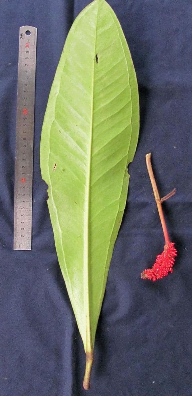 Anthurium 21