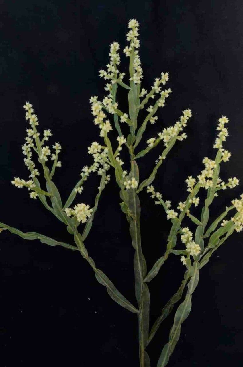 Baccharis 5
