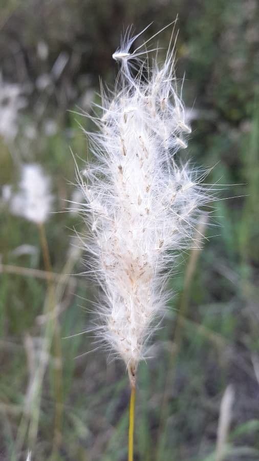 Bothriochloa