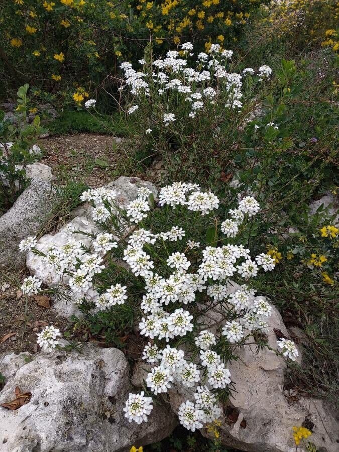 Iberis sempreverde 11