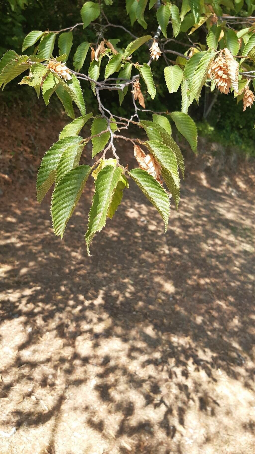 Carpinus japonica 13