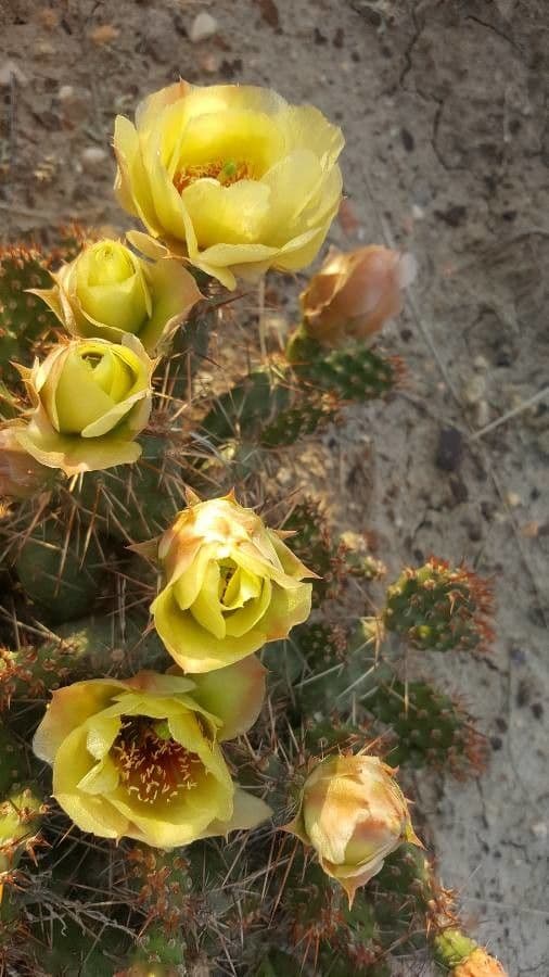 Nopal 5
