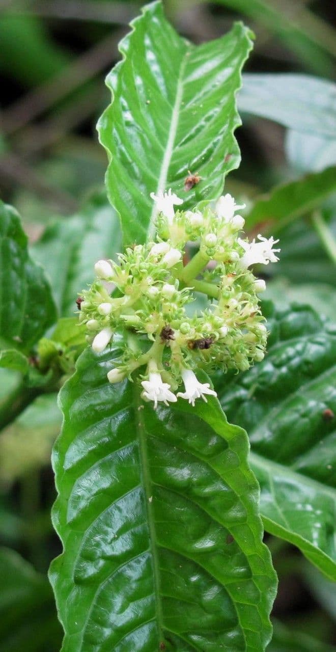 Psychotria 15