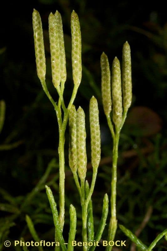Lycopode aplati
