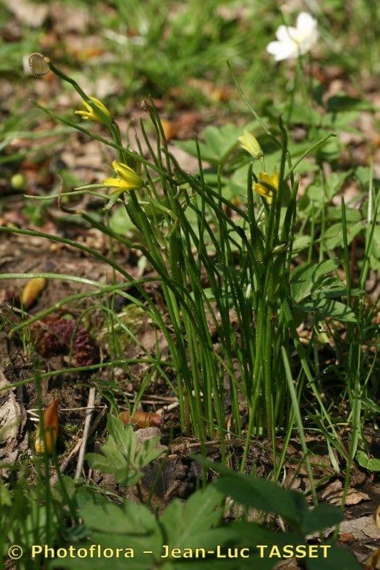 Gagea spathacea 6