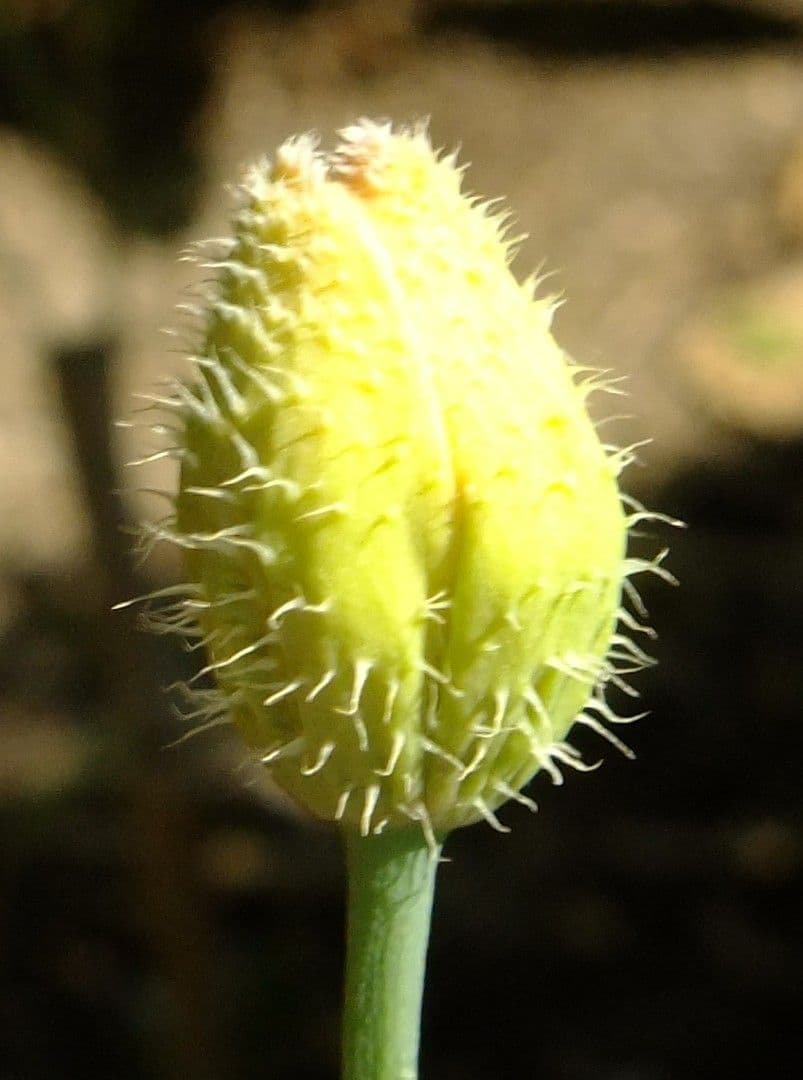 Wald-Scheinmohn 3