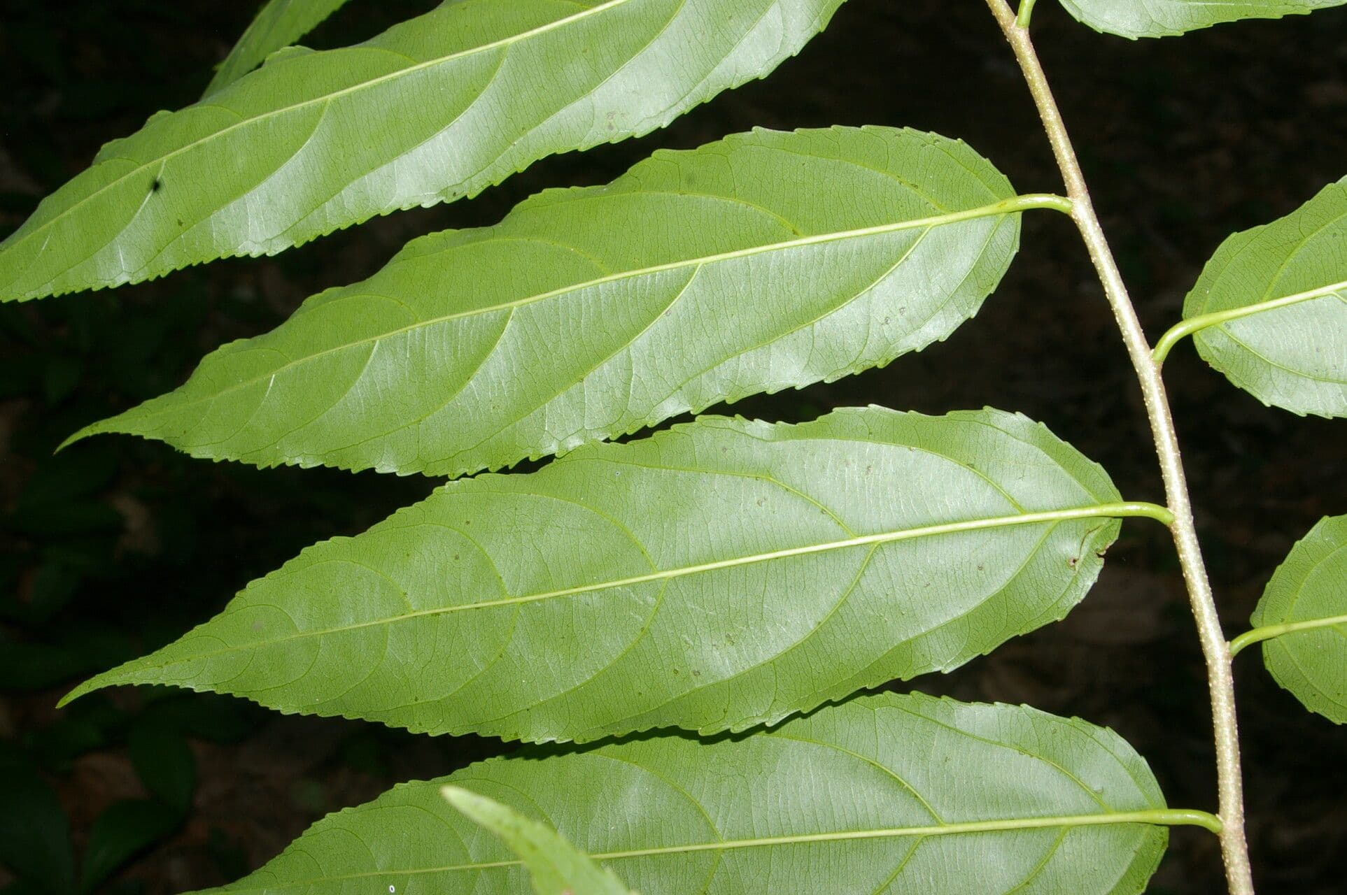 Xylosma 2