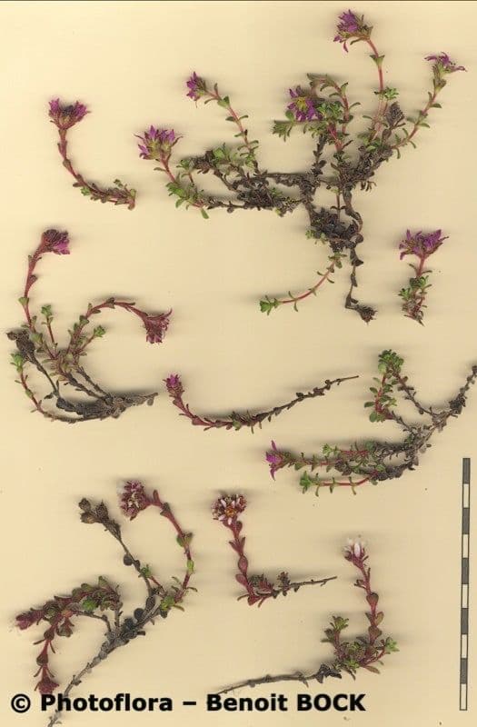Sassifraga biflora 21