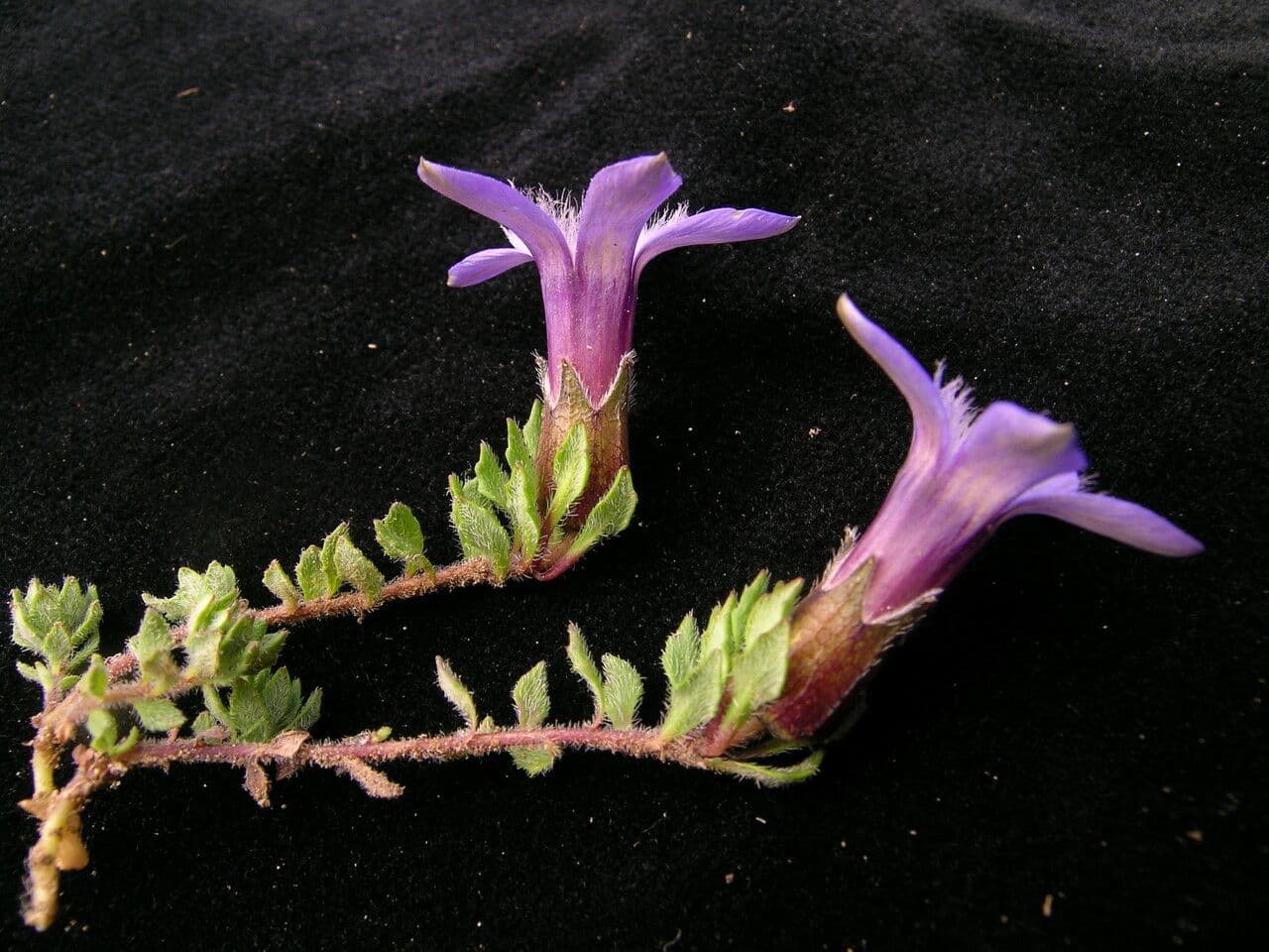 Cyananthus incanus 8