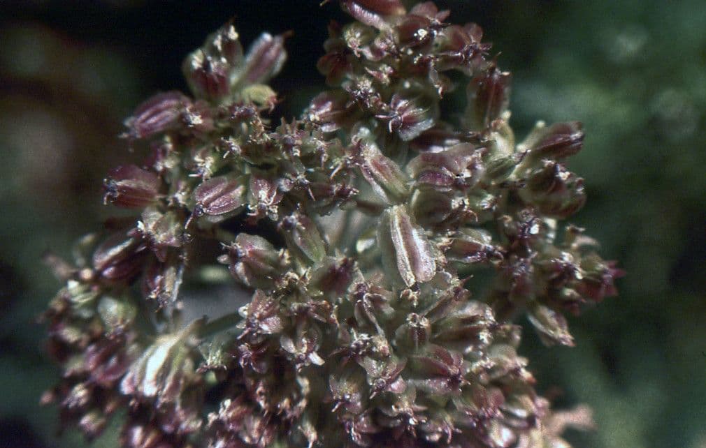 Laserpitium 3