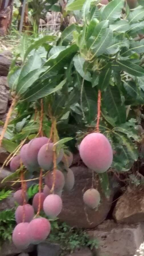 Mango 2